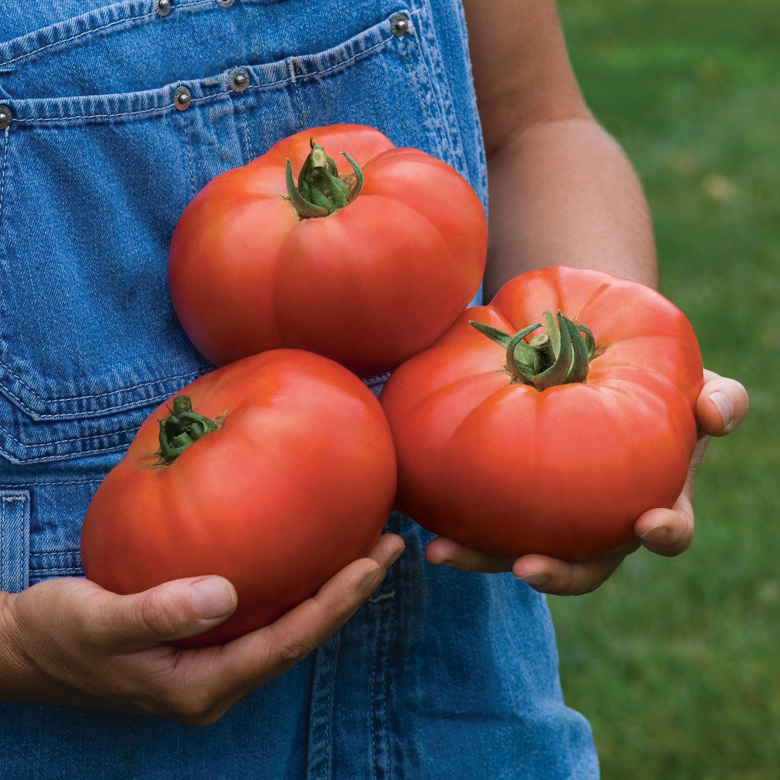 Tomato Knockout